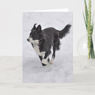 Card - Border Collie Running through the Snow