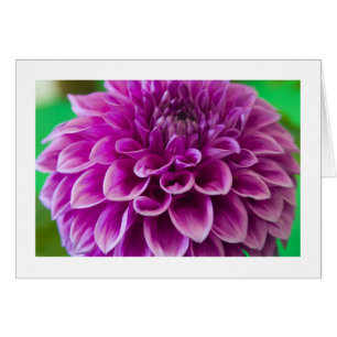 Card, "Dahlia # 189"