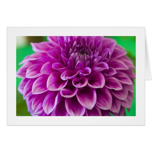 Card, "Dahlia # 189" (Front Horizontal)