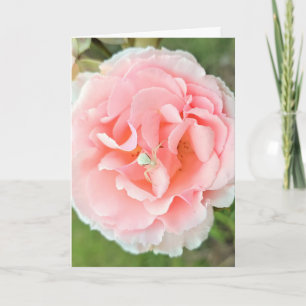 Card. Design "White Spider Pink Rose". Photography Card