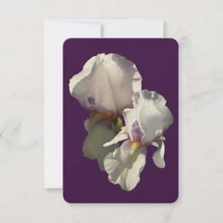 Card detailed photograph of a white irises