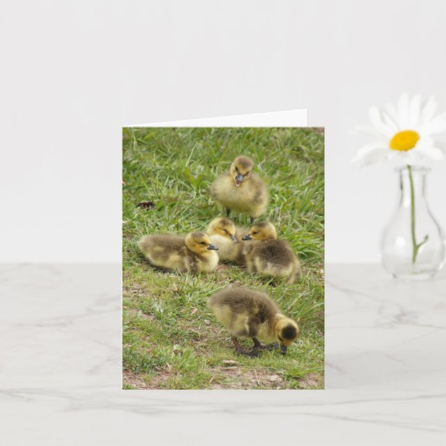 card - Goslings (Small Plant)