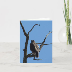 Card - Greeting – Bird of Prey