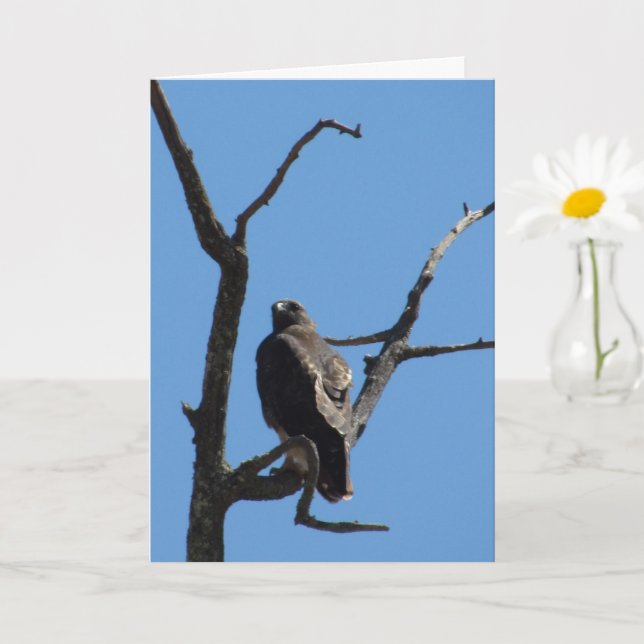 Card - Greeting – Bird of Prey (Small Plant)