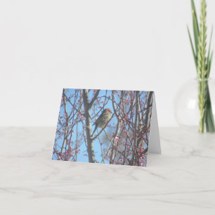 Card - Greeting – Sparrow in Branches