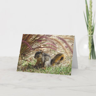 Card - Greeting – Squirrel in the Shade