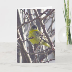 Card - Greeting - Yellow Bird in Branches