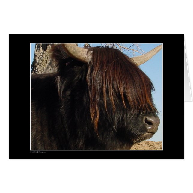 Card - Highland Cattle (Front Horizontal)