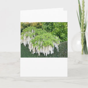 Card Holiday New Year / BeautylWhite Wisteria