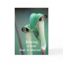 Card /  Jack-in-the-pulpit