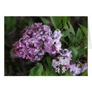 Card, "LILAC BLOSSOMS"