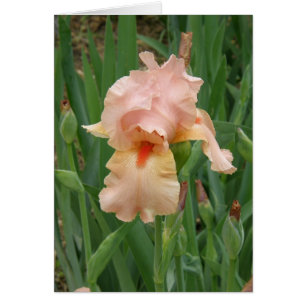 card - Peach Iris