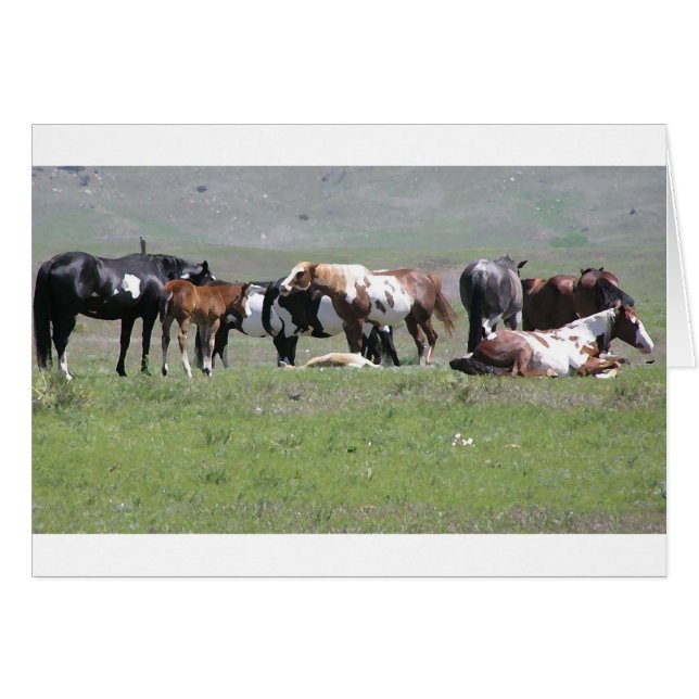 card - Pinto Herd, South Dakota (Front Horizontal)