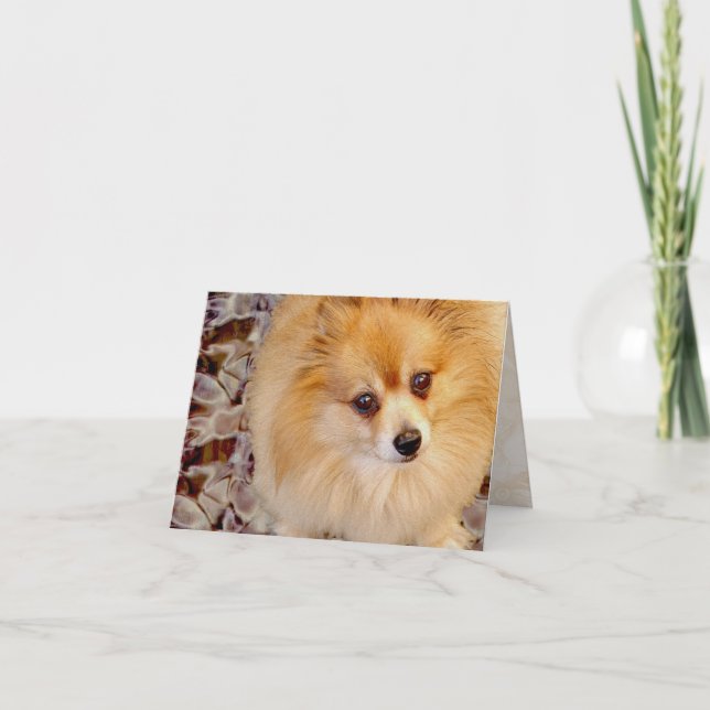 Card | Pomeranian Birthday Card (Front)