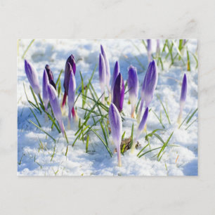 Card Purple Crocus Flower in Snow