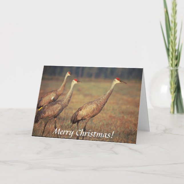 Card / Sandhill Cranes / Christmas (Front)