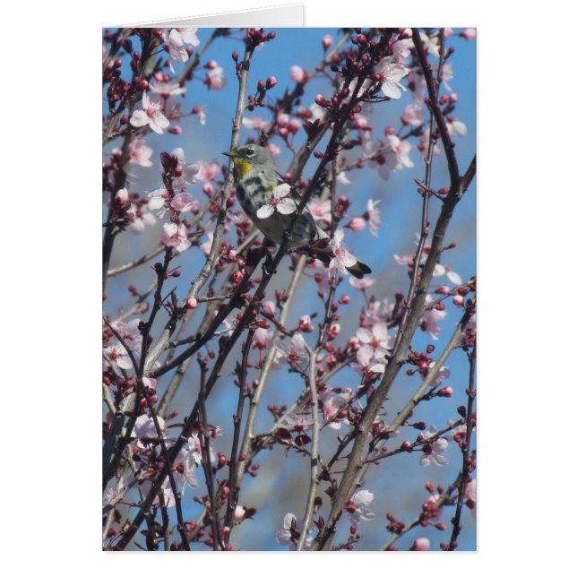 Card - Sparrow among Pink Blossoms (Front)