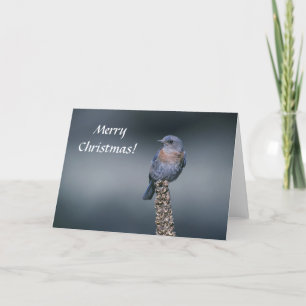 Card / Western Bluebird / Merry Christmas!