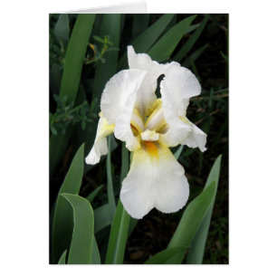 card - White Iris