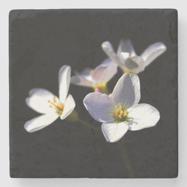 Cardamine Pratensis Flowers coastercna Stone Coaster (Front)