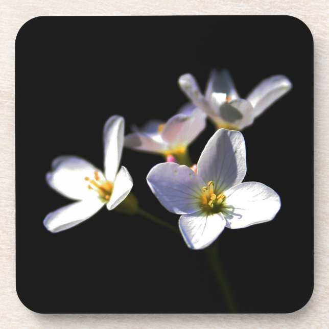 Cardamine Pratensis Flowers coastercnm Coaster (Front)