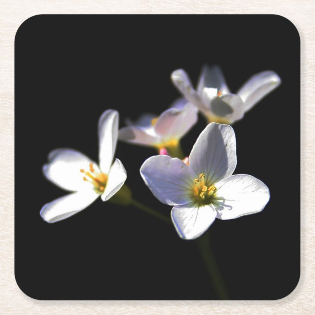 Cardamine Pratensis Flowers coastercnm Square Paper Coaster (Front)