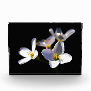 Cardamine Pratensis Flowers pbcnm Photo Block