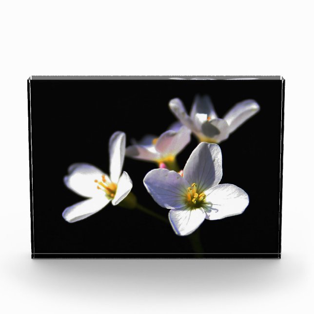 Cardamine Pratensis Flowers pbcnm Photo Block (Front)