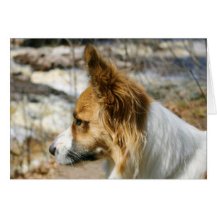 Cardigan Welsh Corgi