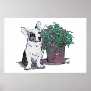 Cardigan Welsh Corgi Print  ~  Blue Merle