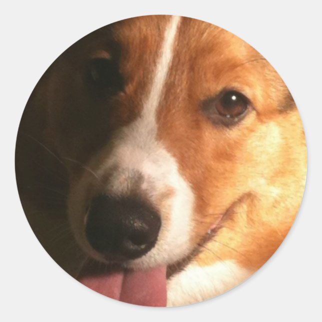 Cardigan Welsh Corgi Stickers (Front)