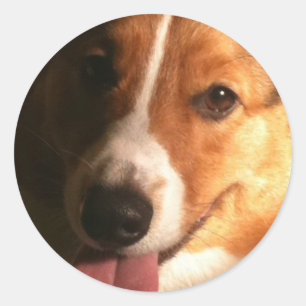 Cardigan Welsh Corgi Stickers