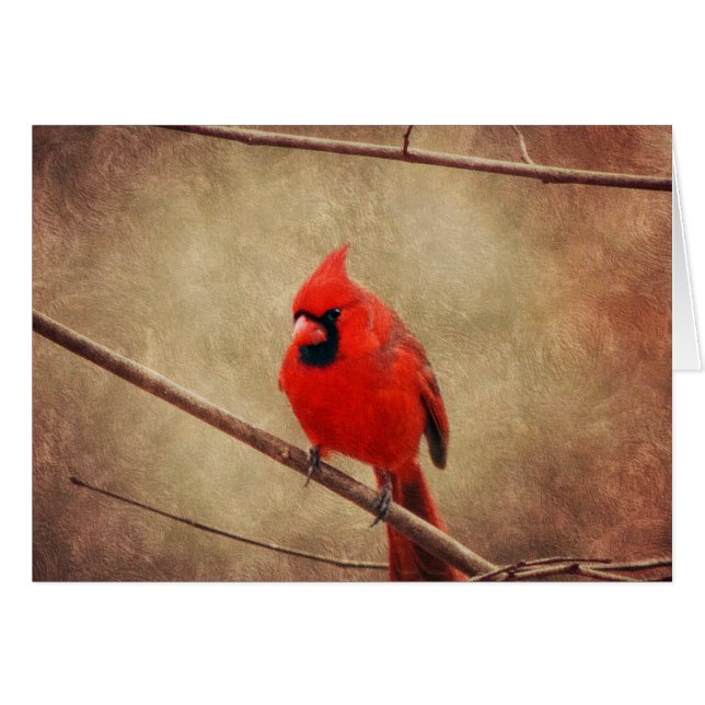 Cardinal (Front Horizontal)