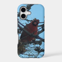 Cardinal