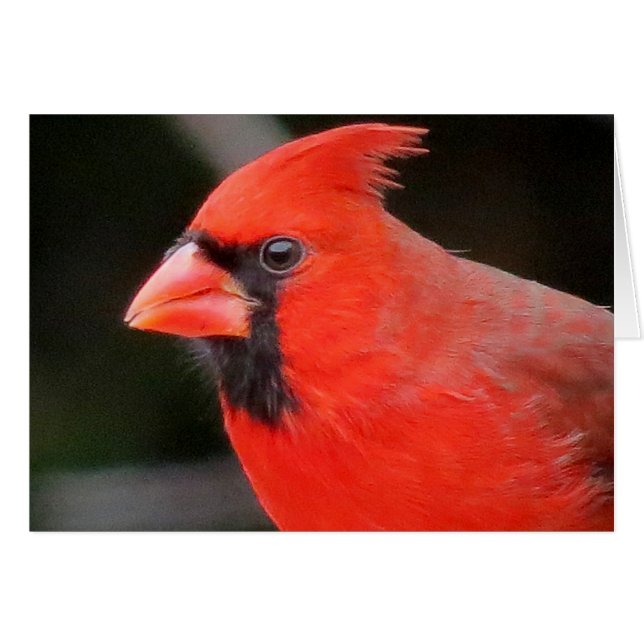 Cardinal (Front Horizontal)