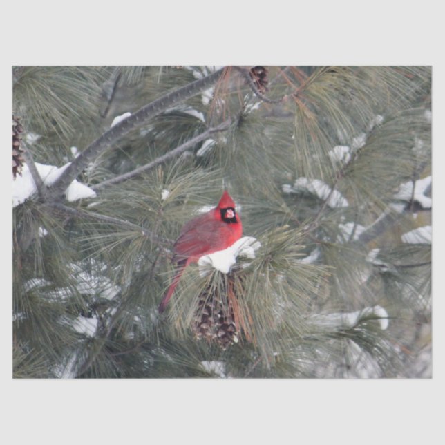 Cardinal 3093 Tissue Paper (Front)