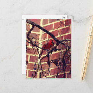 Cardinal at 43's Library Postcard