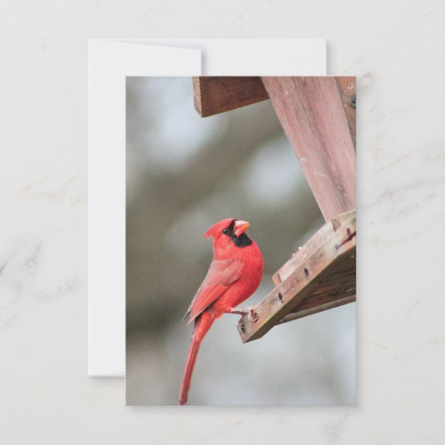 Cardinal at Feeder Blank Notecard (Front)