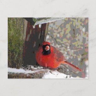 Cardinal at the Feeder Postcard
