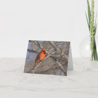 Cardinal bird blank notecard.  thank you card