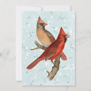 Cardinal Bird Branch Snow Winter Christmas Teal Holiday Card