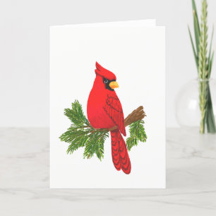 Cardinal bird card