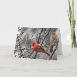 Cardinal bird, card