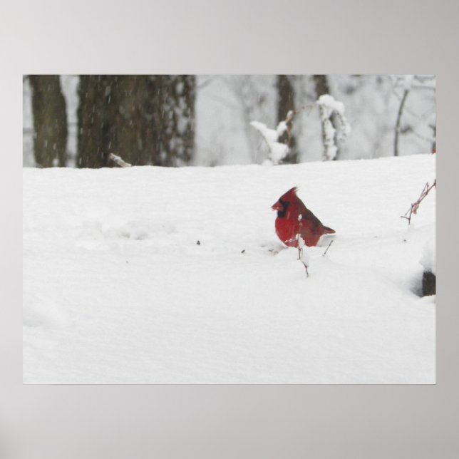 Cardinal Bird in the Winter Snow Photo Poster (Front)