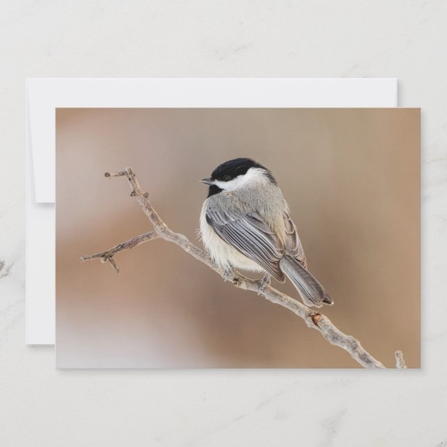 Cardinal Bird in Winter Holiday Card (Front)