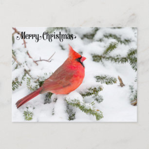 Cardinal Bird on Snow Custom Merry Christmas Postcard