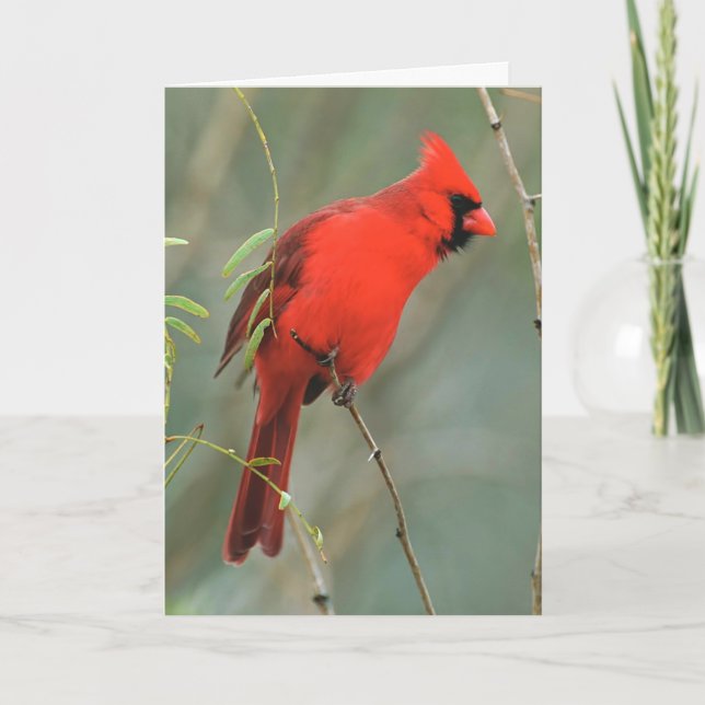 Cardinal Bird Photo Card (Front)