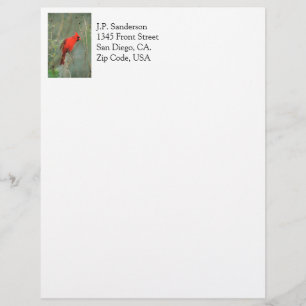 Cardinal Bird Photo Letterhead Design