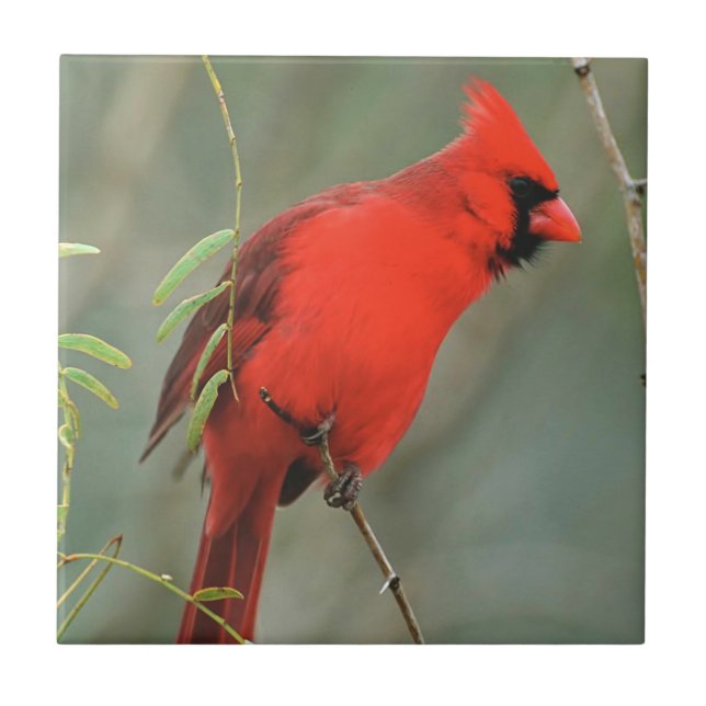 Cardinal Bird Photo Tile (Front)