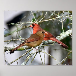 Cardinal birds Photography Wall decor Print